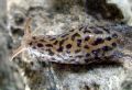 Limax maximus